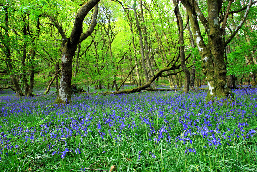 forest